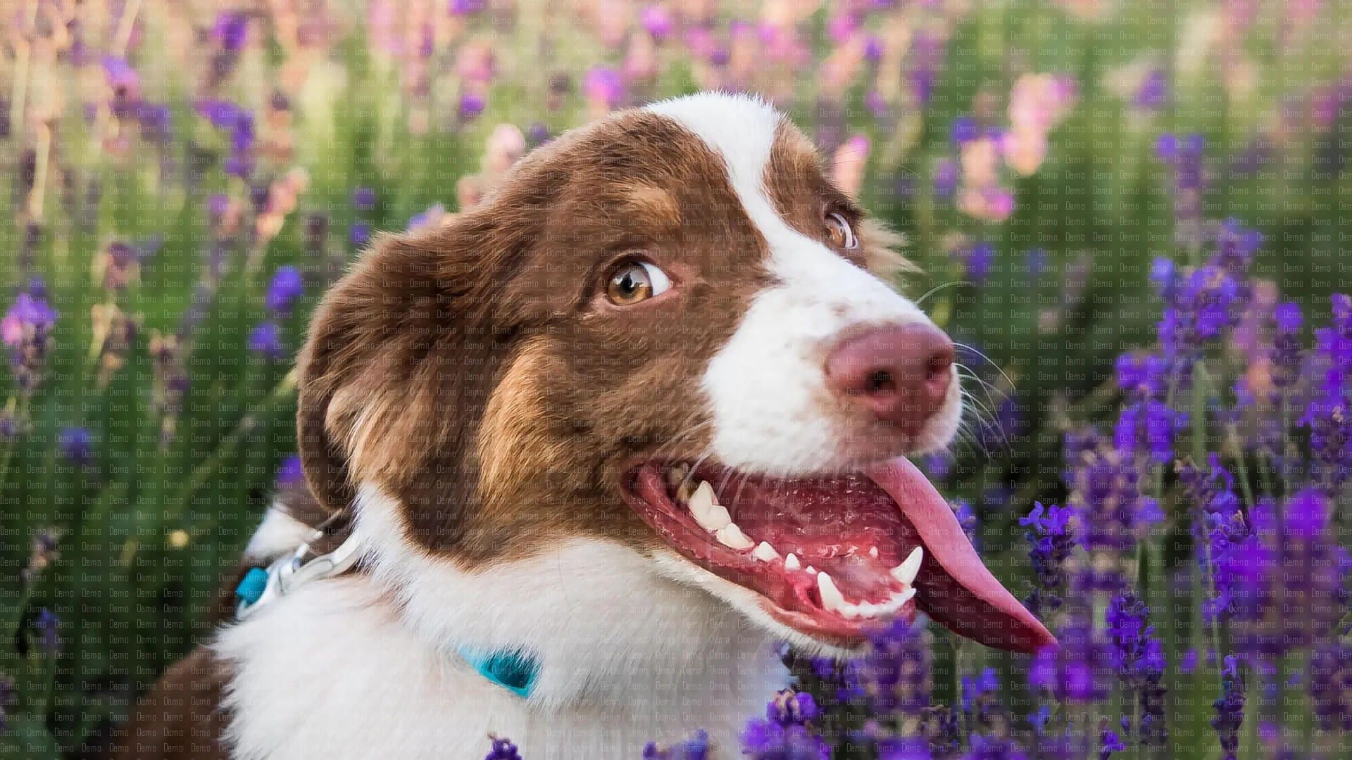 /userdata/7818/pid/87374/pageElem/36343/39124/a-dog-in-a-field-of-lavender-2023-11-27-05-37-10-utc.jpg