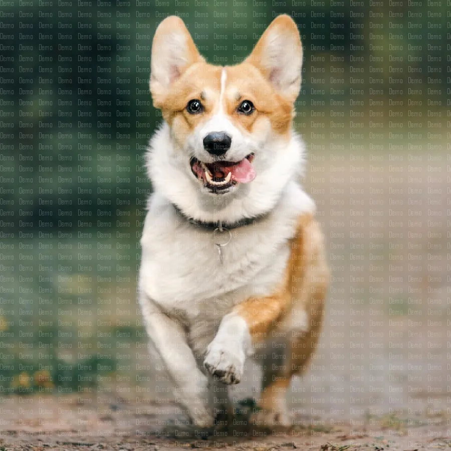 cute-welsh-corgi-dog-outdoor-dog-portrait-pet-on-2023-11-27-05-11-28-utc