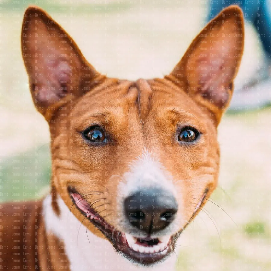 basenji-kongo-terrier-dog-the-basenji-is-a-breed-2023-11-27-05-14-46-utc